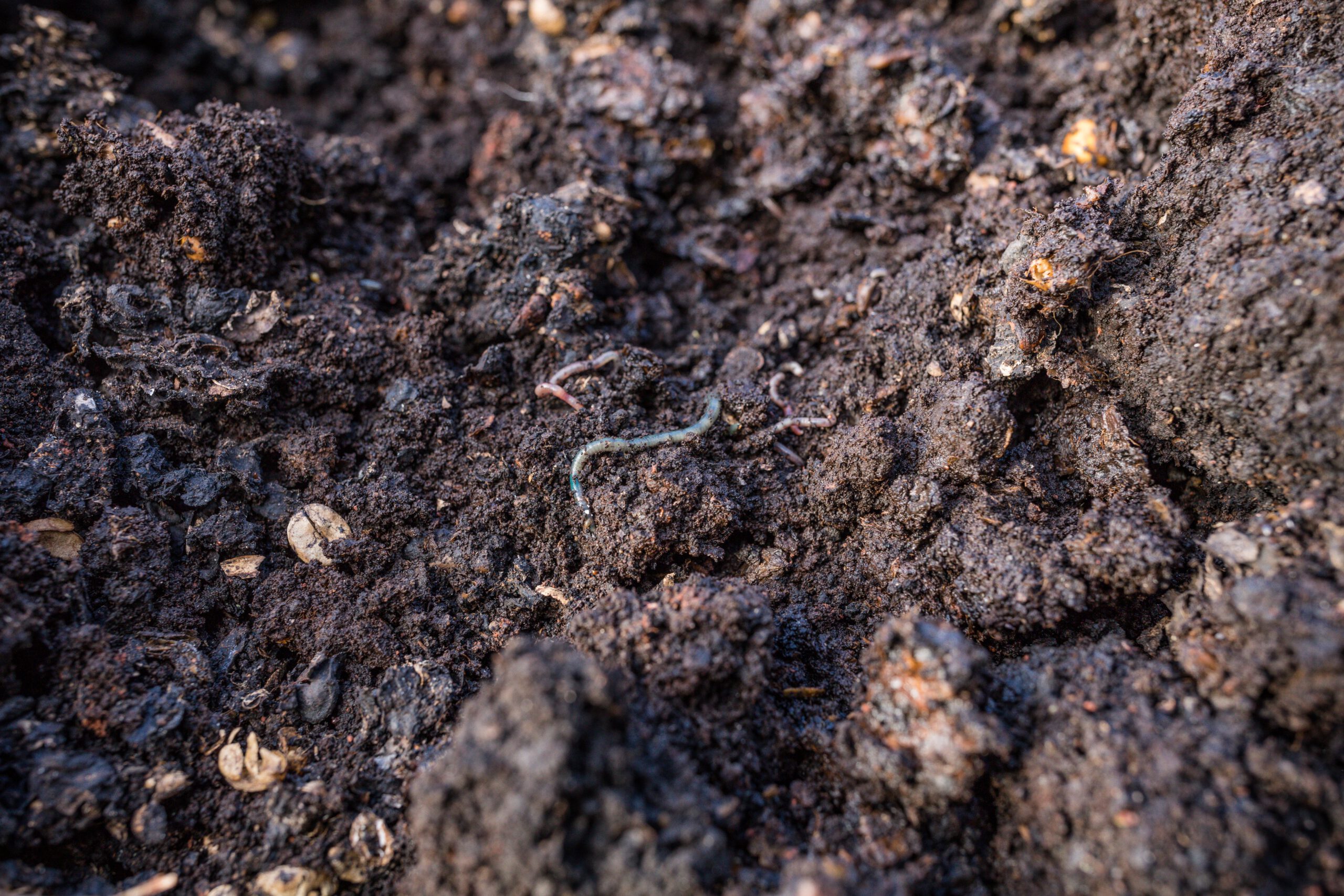 Earthworms on Moist Dirt Ground. Photo by Antony Trivet: https://www.pexels.com/photo/earthworms-on-moist-dirt-ground-12961954/