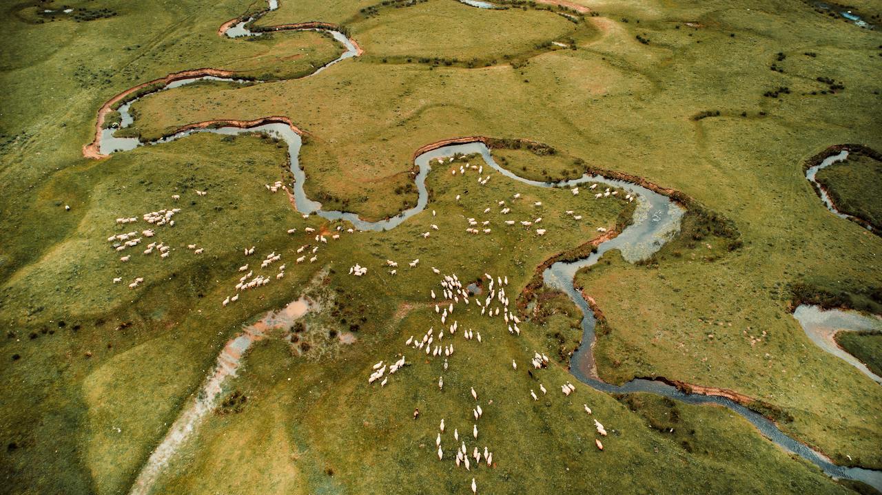 Landscape of curving river surrounded by green fields with sheep. Photo by Serkan Bayraktar: https://www.pexels.com/photo/landscape-of-curving-river-surrounded-by-green-fields-with-sheep-8014169/