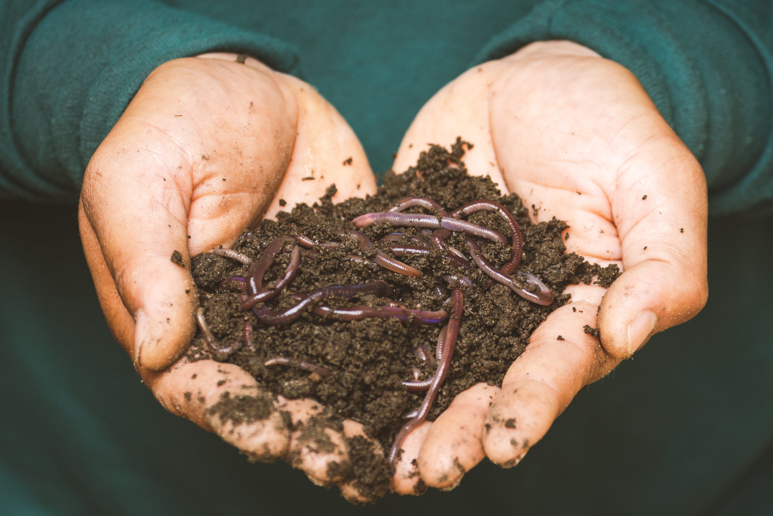 Hands holding soil with earthworms. Photo by Sippakorn Yamkasikorn: https://www.pexels.com/photo/earthworms-on-a-persons-hand-3696170/