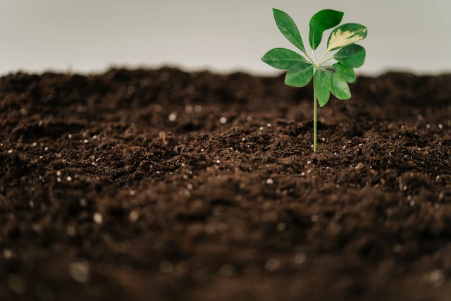 Photo by Ron Lach : https://www.pexels.com/photo/a-green-plant-on-a-brown-soil-7944411/