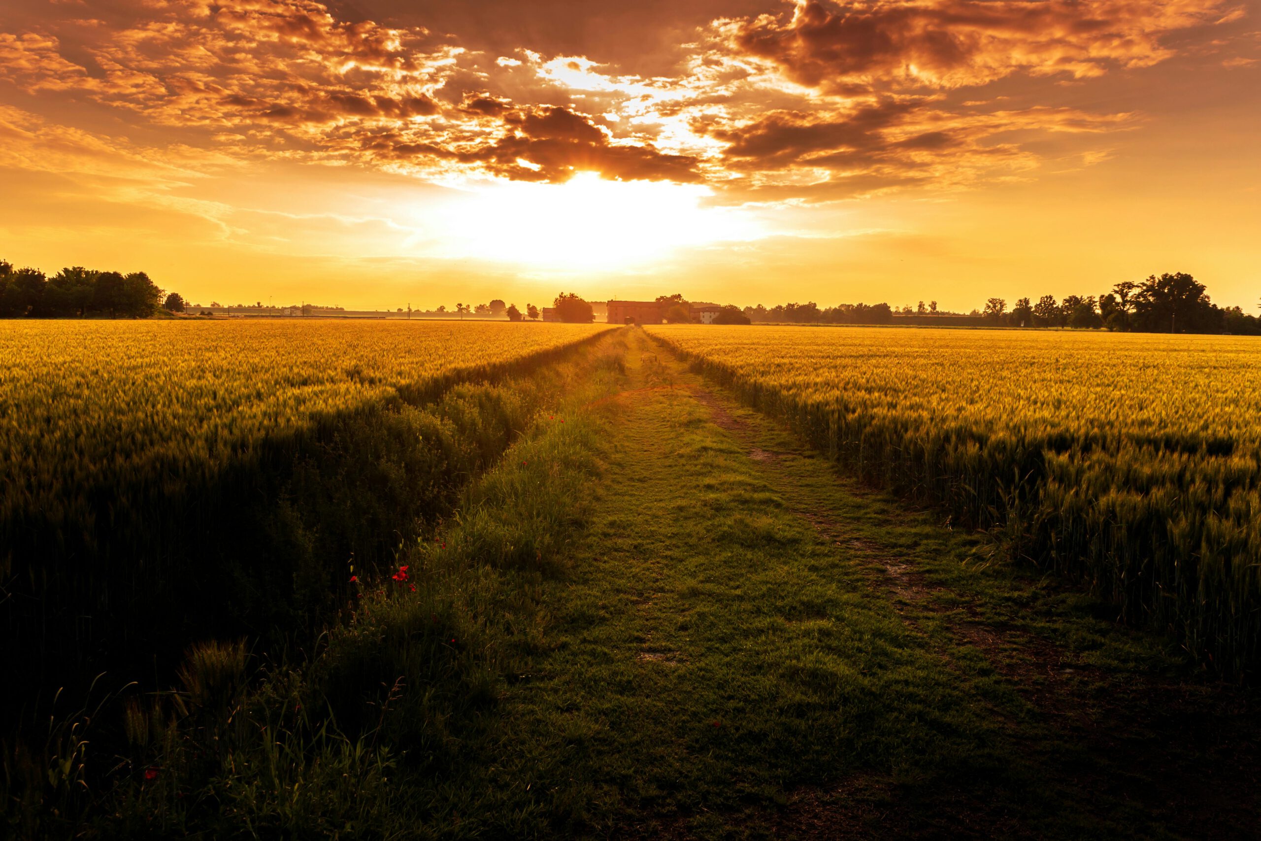 Grass Field Pathway. Photo by Vincenzo Malagoli: https://www.pexels.com/photo/grass-field-pathway-1211772/